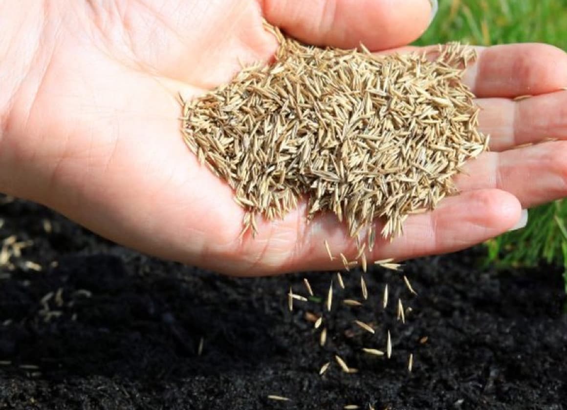 Sunny grass seed mix for full-sun lawns with annual ryegrass and fescue