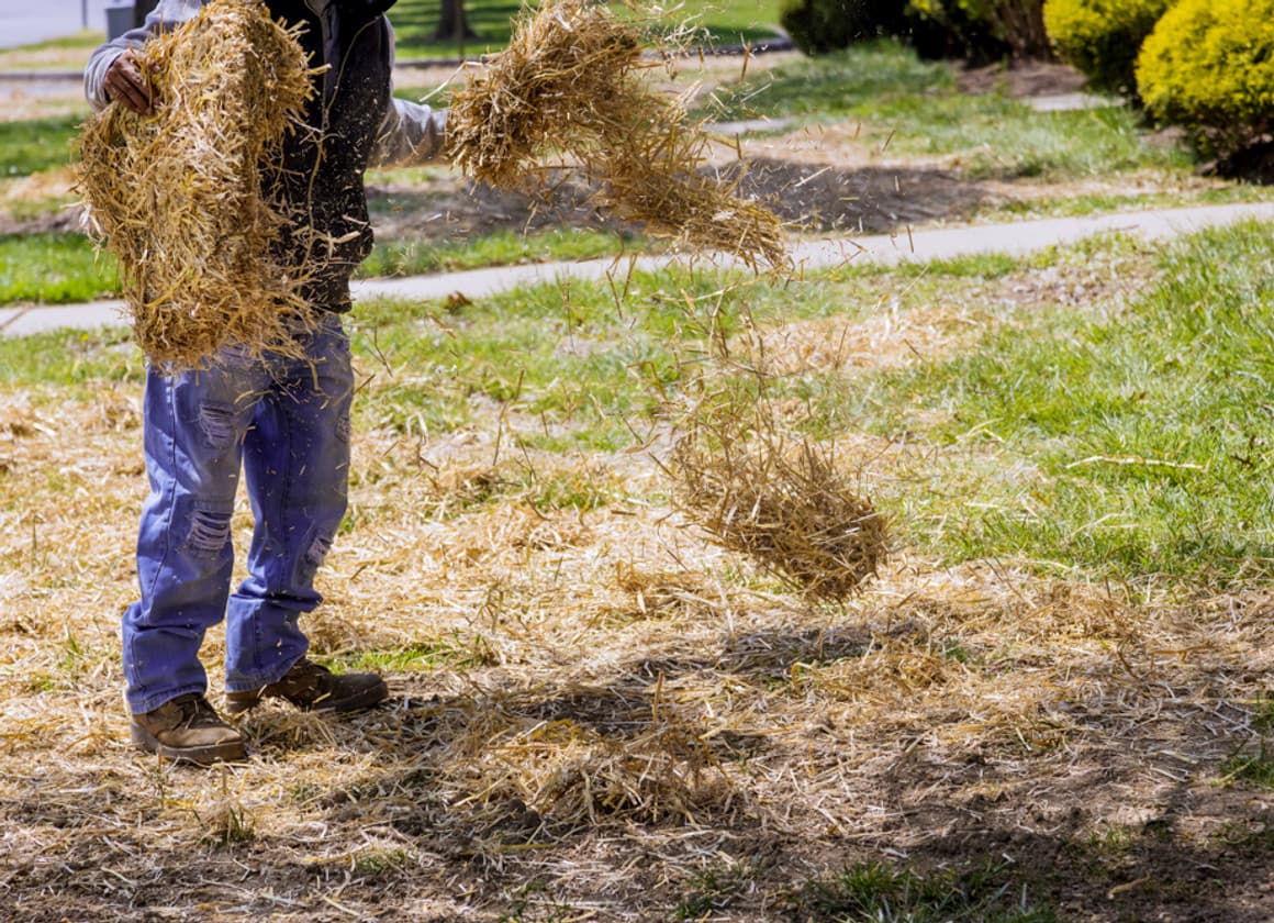 Mighty Straw bagged straw for erosion control and seed protection